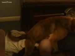 A mutt dressed as a dog